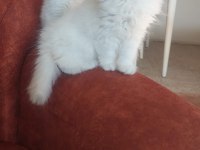 British longhair sağlıklı oyuncu kedimiz