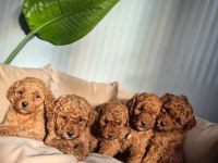 Oyuncak poodle bebekler