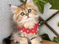 GOLDEN BRİTİSH DİŞİ AYICIK SURAT KIZIMIZ