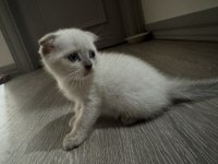 British shorthair yavrularımız yeni yuvalarını bekliyor