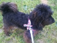 Sevimli ve zeki maltipoo