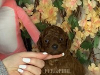 KORE POODLE KÖPEĞİ