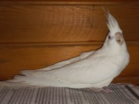 Sultan papağanı yavru ve yetişkin çiftler