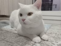 Oyun canavarı british shorthair sahiplendim diyeceksiniz