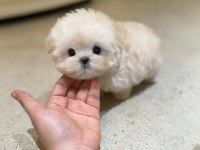 EN OZEL VE GÜZEL TOY POODLE BEBEKLERİM