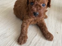 Kore erkek toy poodle bebekler