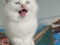 Munchkin cüce kediler