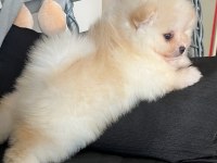 POMERANİAN AYICIK