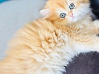 GOLDEN BRİTİSH LONGHAIR SAFKAN