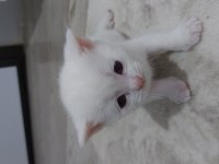 1 haftalık british shorthair yavrular