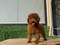 TOY POODLE ERKEK YAVRUMUZ
