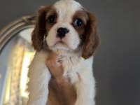 Ev Ortamından Safkan Cavalier King Charles Yavrular