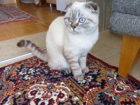 Güzel scottish fold kızım