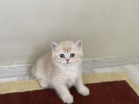 2 aylık bebek kediler teslime hazır