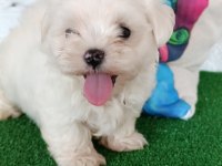 Maltese terrier minik dostlar