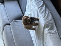 3 aylık maltipoo oğlum