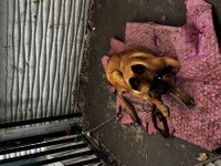6 aylık erkek belçika kurdu
