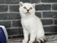 British shorthair yavrularımız
