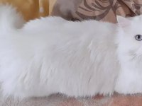 British longhair dişi