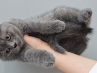 2 aylık british shorthair
