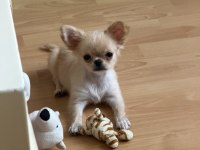 Chihuahua 3 Aylık Köpeğimiz