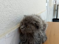 Scottish fold kedimizi satıyoruz