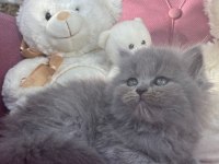 MÜKEMMEL BRİTİSH LONGHAİR BEBEKLER