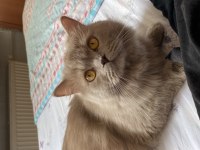 British longhair 1 yaşında kedimiz