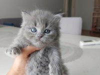 BRITISH LONGHAIR YAVRULAR
