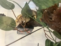 Crested gecko subadult