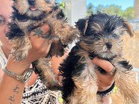 TEACUP dişi yorkshire terrier