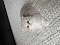 British Longhair Ny Erkek Yavru