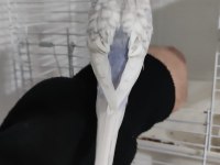 Ele alışkın eğitimli 1 yaşında muhabbet