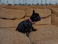 AA kalite french bulldog dişi
