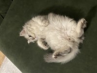 5 aylık british longhair kedimiz için açıklamayı okuyunuz