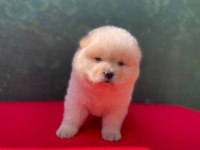Chow chow yavrularımız için ulaşabilirsiniz çin aslanı