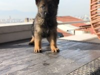 Alman kurdu yavrularımız