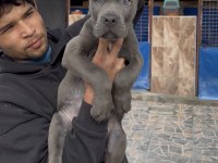 Cane corsa alan koruma köpeği üst düzey yavrularım