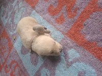 Yavru Golden Retriever