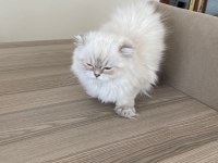 BRITISH LONGHAIR SILVER 4.5 AYLIK