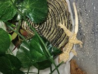 Yavru Crested Gecko