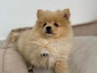 Pomeranian bebek