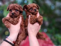 toy poodle köpeğimiz antalya