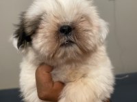 Shih Tzu Bebekleri