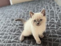 British Shorthair Yavrularım Yuvalarını Bekliyor