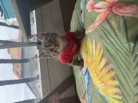 KEDİMİZ GÜZELLİK