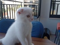 Scottish fold kedimi