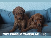 Red Brown Toy Poodle Yavruları