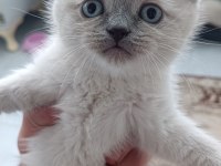 BLUE POİNT BRİTİSH YAVRULAR