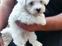 Maltese yavrular